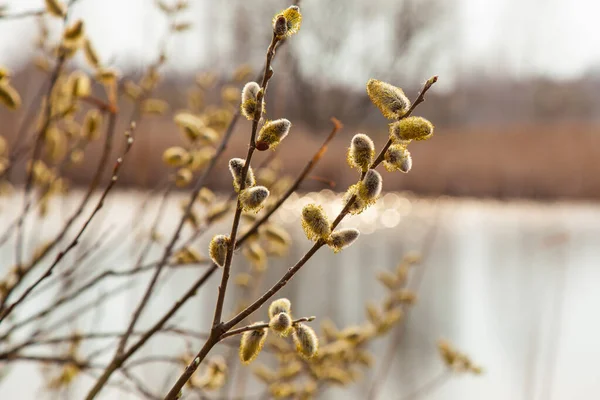 Sprigs Pupeny Jezera — Stock fotografie