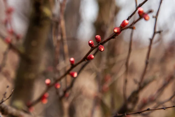 Sprigs Apricots Flowers Just Flower Spring — Stock fotografie