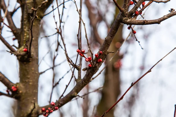 Sprigs Apricots Flowers Just Flower Spring — Stock fotografie