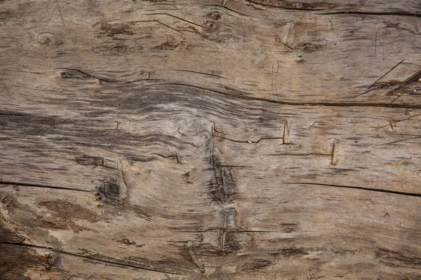 Texture of natural wood slice, image for background