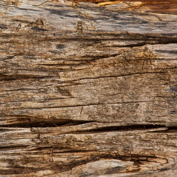 Texture Natural Wood Slice Image Background — Stock Photo, Image