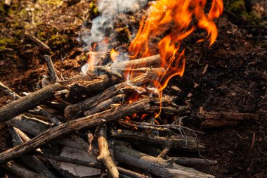 Ormanda şenlik ateşi, kamp. Orman yangınları, turuncu alev.