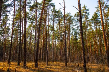 Çam ormanları mavi gökyüzüne karşı
