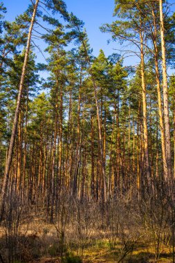 Çam ormanları mavi gökyüzüne karşı