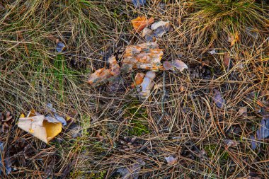 Kuru ot, yosun ve yapraklar, arka plan dokusu