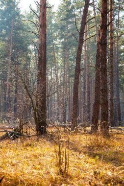 Baharda güneşli çam ormanı