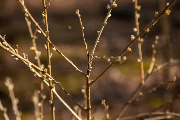 Knospen Zweig Frühling Geöffnet Sonniger Tag Wald — Stockfoto