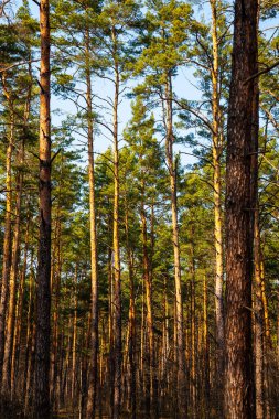 Çam ormanı güneşli bir günde Bulutsuz mavi gökyüzüne karşı