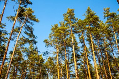 Çam ormanı güneşli bir günde Bulutsuz mavi gökyüzüne karşı