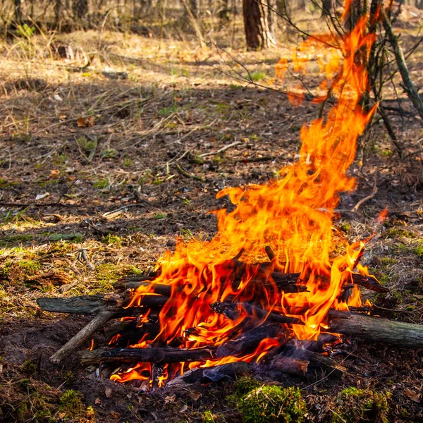 Bonfire and fire in a camping forest, orange flame. Wildfires