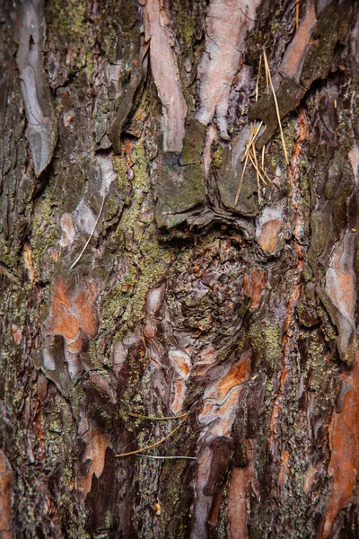 森の中に松の木の樹皮の自然な背景のテクスチャ — ストック写真