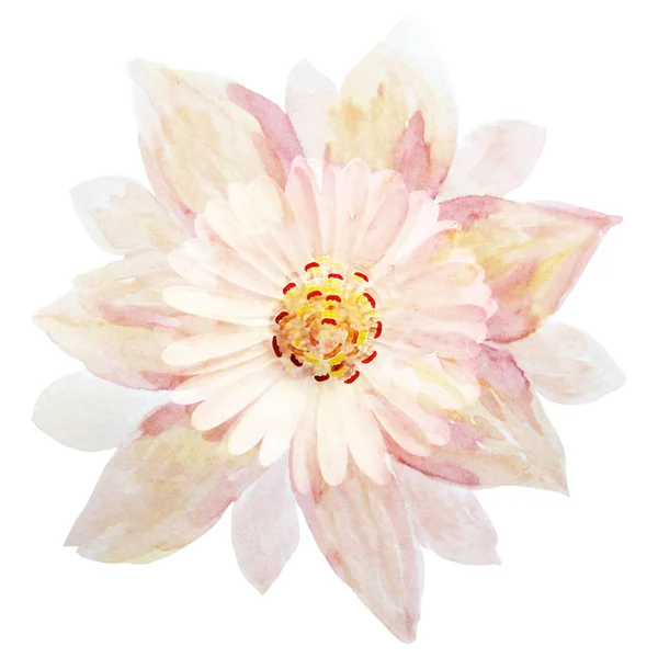 A single pink flower on a white background, handmade. Watercolor — Stock Photo, Image