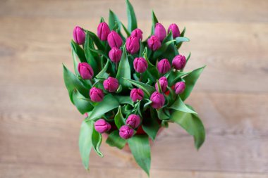 bahar çiçekleri laleler