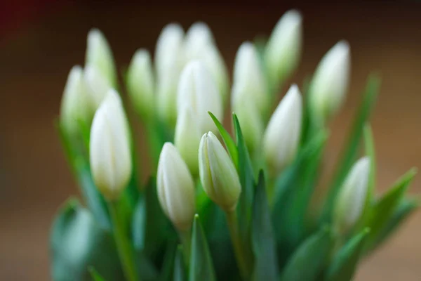 Frühlingsblumen Tulpen — Stockfoto