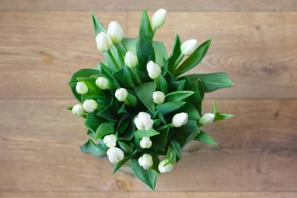 Frühlingsblumen Tulpen — Stockfoto