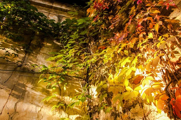 Abstract laat in de herfst. Gekleurde geel groen oranje rood verlaten van ivy — Stockfoto