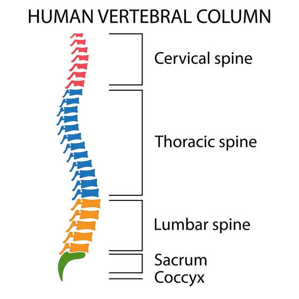 Diagram över en mänsklig ryggrad. — Stock vektor