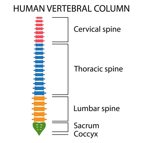 Struktur tulang belakang Kolom Vertebral . - Stok Vektor