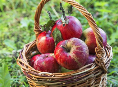 Sonbahar Kırmızı elma sepeti