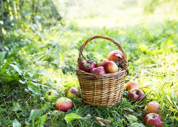 Ripe organic apples in the basket outside in the garden — Stock Photo, Image