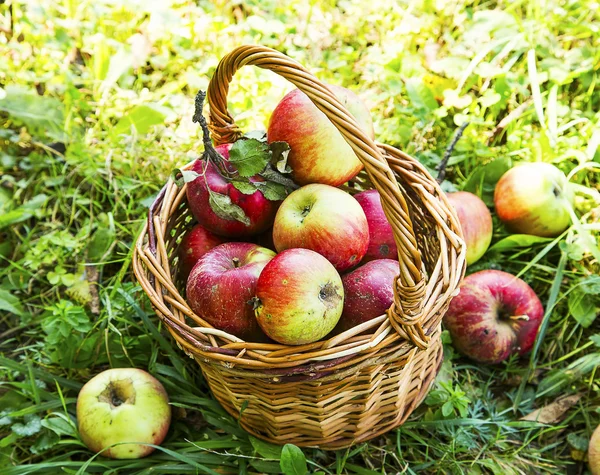 Zralá bio jablka v koši venku v zahradě — Stock fotografie
