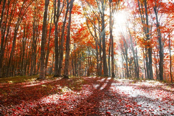 Herfst rood boslandschap met zonnestralen — Stockfoto
