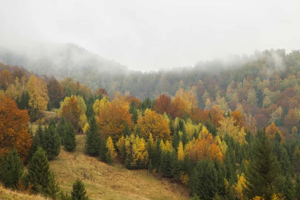Mañana brumosa en el bosque de otoño — Foto de Stock