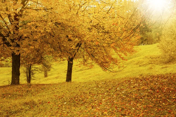 充满活力秋季农村景观在温暖秋天太阳 — 图库照片