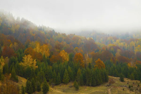 Niebla dramático otoño colorido bosque paisaje — Foto de Stock