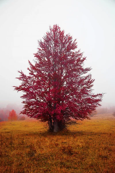 秋天红色树在雾中 — 图库照片