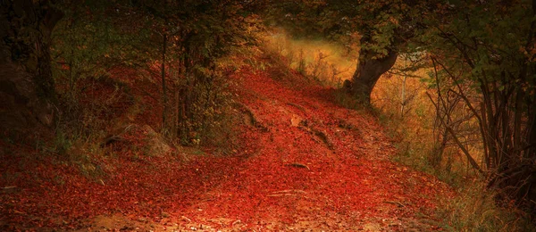 Gizemli ormanın içinde Güz sihirli yol — Stok fotoğraf