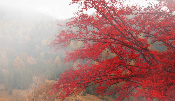 Automne arbre rouge dans la matinée brumeuse — Photo