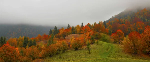 Herfst prachtig landschap met schilderachtige kleurrijke uitzicht op weilanden en bos — Stockfoto