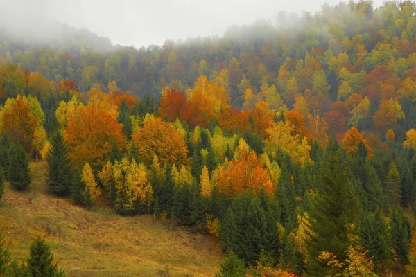 Otoño colorido paisaje forestal en la niebla de la mañana — Foto de Stock