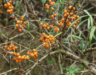Seabuckthorn bush çilek ile