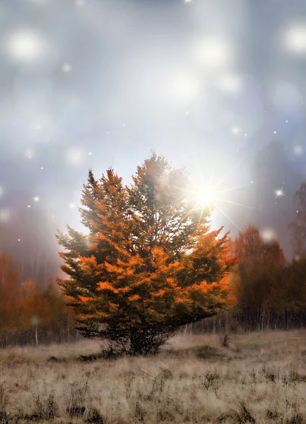 Árvore mágica com luzes — Fotografia de Stock