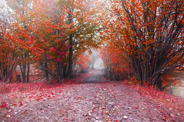 Estrada nebulosa na floresta vermelha de outono — Fotografia de Stock