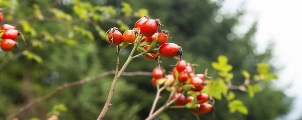 Rosehip boabe tufiș — Fotografie, imagine de stoc