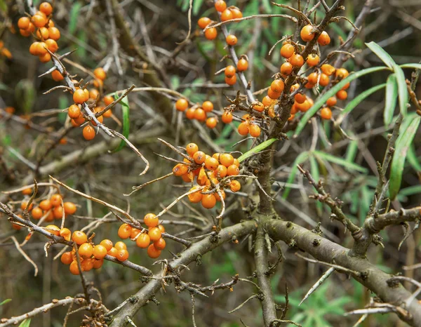 Tufiș de cătină cu fructe de pădure — Fotografie, imagine de stoc