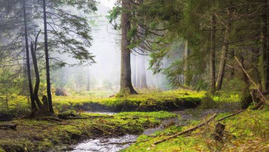 Köknar ağacı, nehir ve yosun bitki örtüsü ile sisli orman