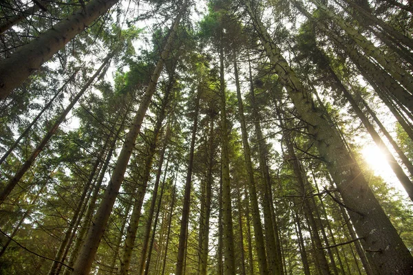 Zonlicht in het fir tree forest. Schoot vanaf de onderkant van de bomen — Stockfoto