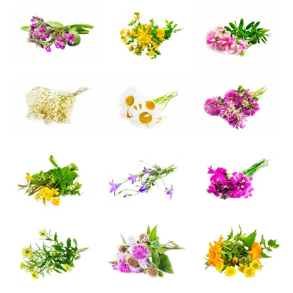 Naturliga läkemedel växter collage isolerade — Stockfoto