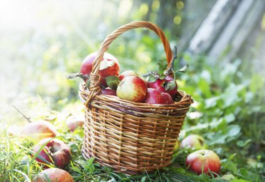 Taze elma sepeti meyve