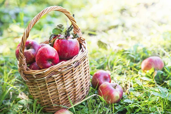 Cesta de maçãs frescas no pomar — Fotografia de Stock