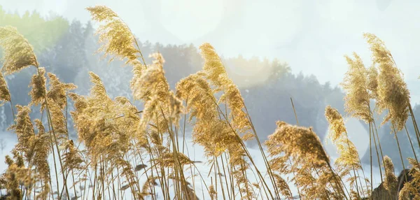 Trockenwiese blüht im Winter — Stockfoto