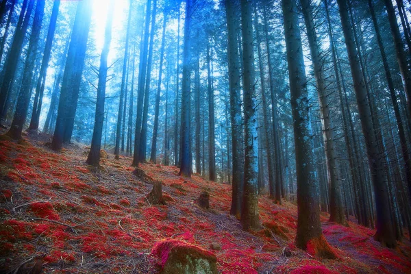 Bois surréalistes sombres avec lumières et mousse rouge, conte de fées magique s — Photo