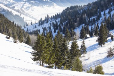 Köknar ağacı orman ve karlı çayırlar ile kış manzarası
