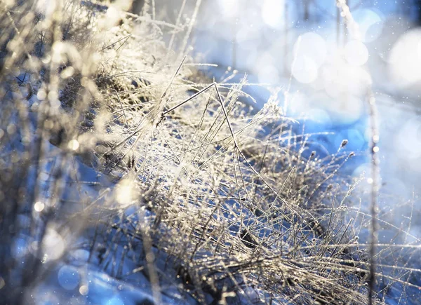 Зимний мороз. Замороженные луговые растения и цветы — стоковое фото