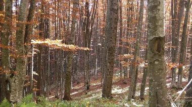 Sonbahar kayın ormanı düşen yaprakları ile