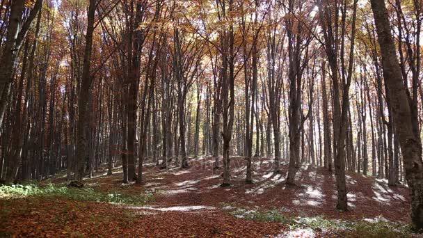 Herfst beukenbos met vallende bladeren — Stockvideo